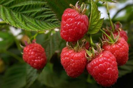 Growing Raspberries from Planting to Harvest Image